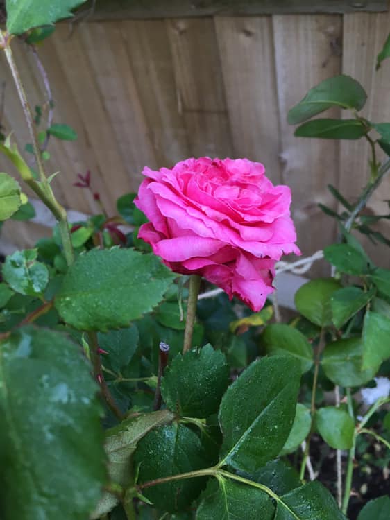 59610823_10161841658920341_2877297955658792960_n